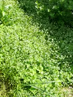 Ackersalat.webp