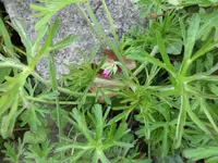 SAM_1033.webp