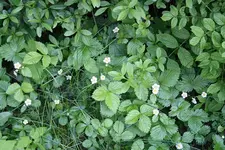 Walderdbeeren 23.05.13.webp