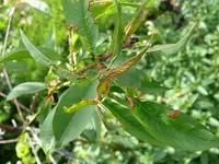 Obstbaum Kräuselkrankheit 1.webp