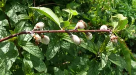 Obstbaum Kräuselkrankheit 2.webp