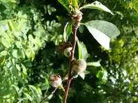 Obstbaum Kräuselkrankheit 4.webp