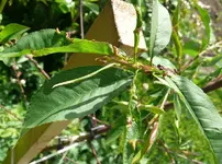 Obstbaum Kräuselkrankheit.webp