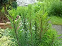 SAM_1039.webp