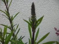 SAM_1040.webp