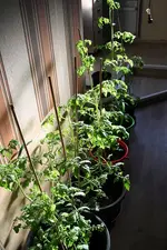Tomaten 23.05.13.webp