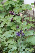 Akeleien dunkelviolett, blauviolett und weiß.webp