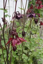 Akeleien bordeaux und dunkelviolett.webp