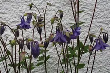 Akeleien blauviolett.webp
