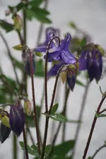 Akelei blauviolett.webp