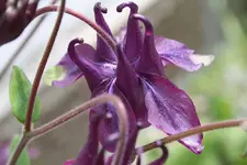 Akelei dunkelviolett blau grün.webp