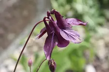 Akelei rötliches dunkelviolett.webp