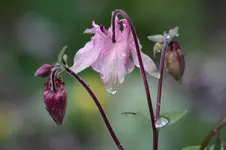 Akelei weiß rosa grün.webp