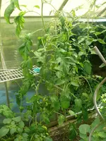 Tomate2.webp