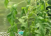 Tomate Kartoffelblättrige.webp