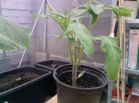 Tomaten 3er.webp