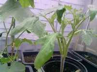 tomaten3er.webp