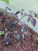 20130525_125915.webp