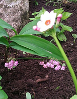 IMG-20130525-WA0008.webp