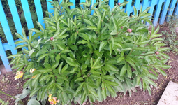 20130525_130316.webp