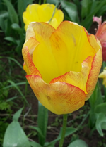 20130525_130353.webp