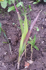 20130525_130421.webp
