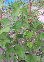 20130525_130520.webp