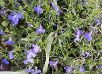 20130525_130538.webp