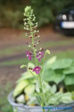 comp_DSC09517.webp