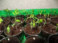 tomate2.webp