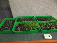 tomate3.webp