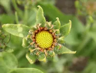Korkadenknospe 25.5..webp