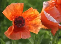 Mohn beim Verblühen 25.5..webp