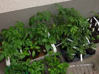 tomate5.webp