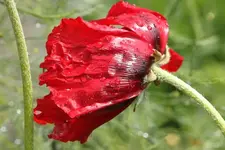 Mohn nach Regen  25.5. früh.webp