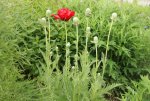 Orient.Mohn 25.5..jpg