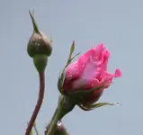 Parade n Regen 25.5..webp