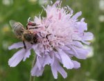 Scabiose m Biene 25.5..jpg