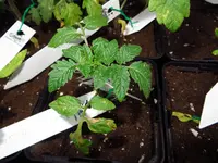 tomate8.webp