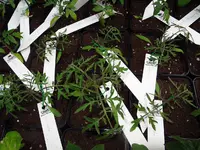 tomate9.webp
