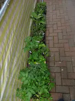 tomate10.webp