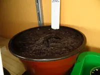 wassermelone.webp