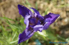 lila 30cm.webp