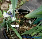 Lilliput 15cm.webp