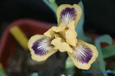 Orangenkern 30cm.webp