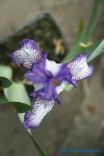 Petite Polka 20cm.webp