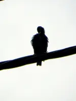 Star_6529.webp Star_6529.webp