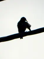 Star_6530.webp Star_6530.webp