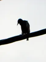 Star_6532.webp Star_6532.webp