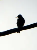 Star_6533.webp Star_6533.webp